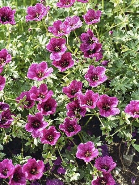 Géranium vivace à feuilles cendrées 'Purple Pillow'