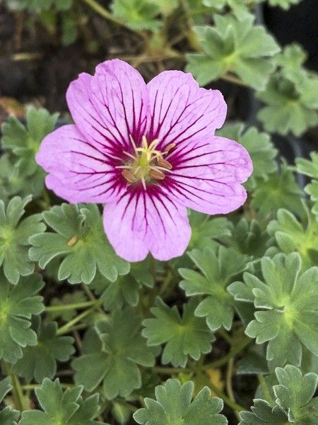 Géranium vivace à feuilles cendrées 'Rothbury Gem'