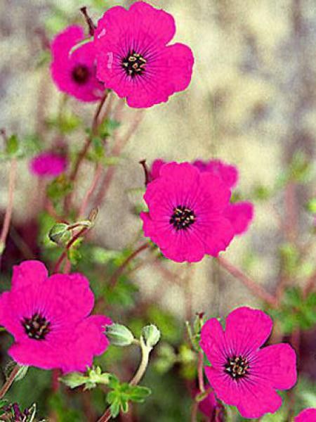 Géranium vivace à feuilles cendrées 'Splendens'