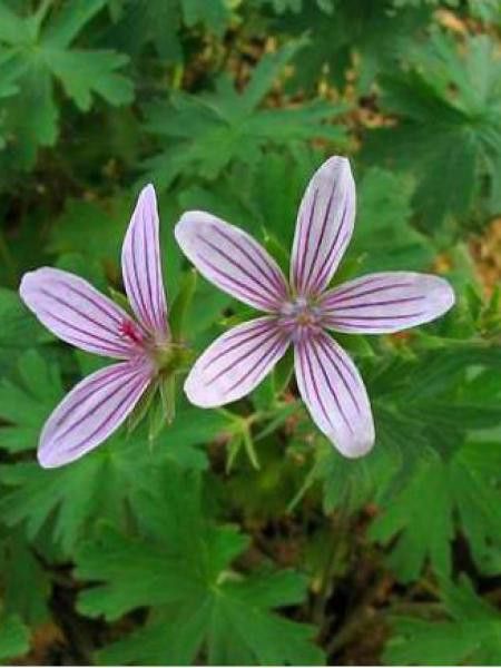 Géranium vivace à fleurs d'asphodèle