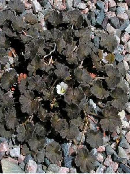 Géranium vivace à fleurs sessiles 'Nigricans'