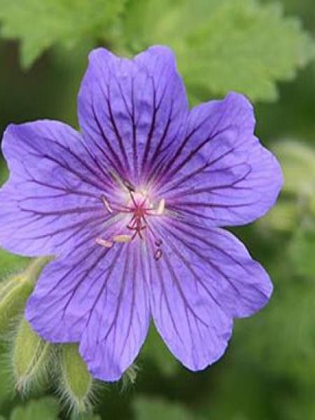 Géranium vivace 'Alan Mayes'