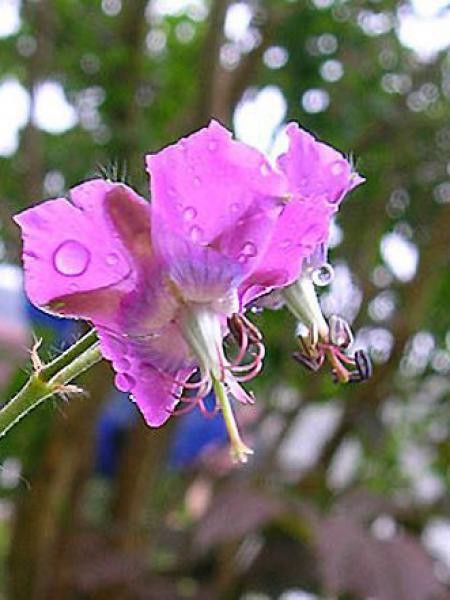 Géranium vivace 'Anglicum'