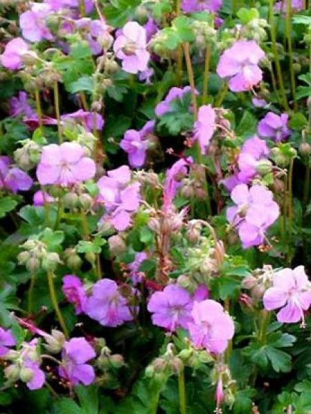 Géranium vivace 'Bergarten'