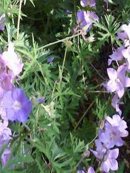 Géranium vivace 'Blue Pearl'