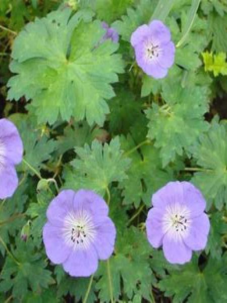 Géranium vivace 'Buxton's Variety'