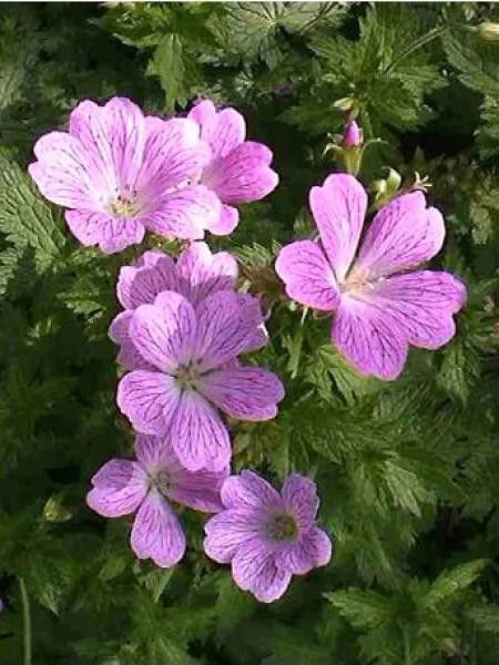 Géranium vivace 'Claridge Druce'