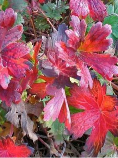 Géranium vivace 'Crug Farm'