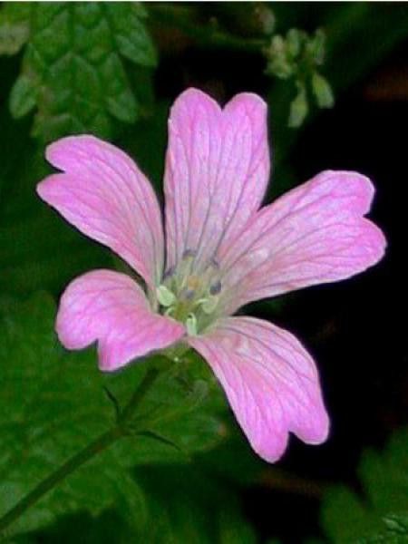 Géranium vivace d'Endress