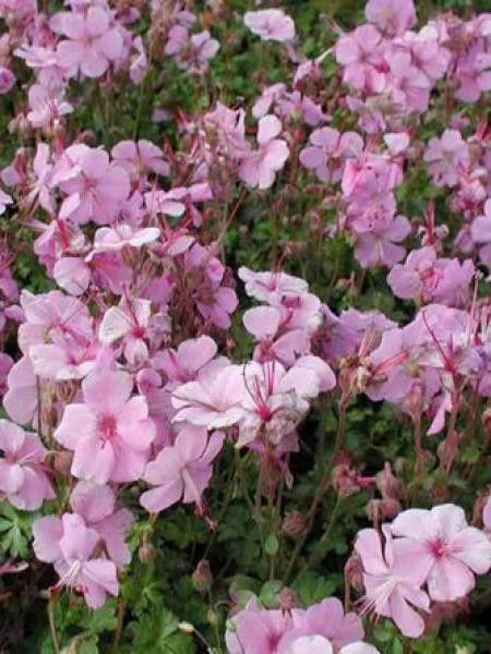 Géranium vivace de Dalmatie 'Bressingham Pink'
