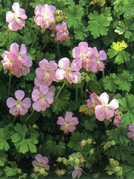 Géranium vivace de Dalmatie