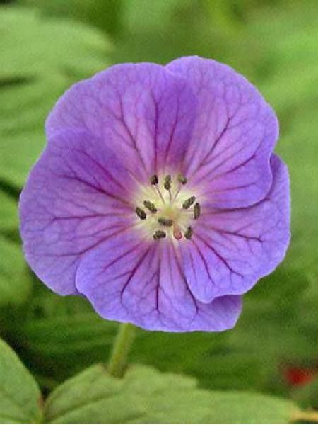 Géranium vivace de l'Himalaya