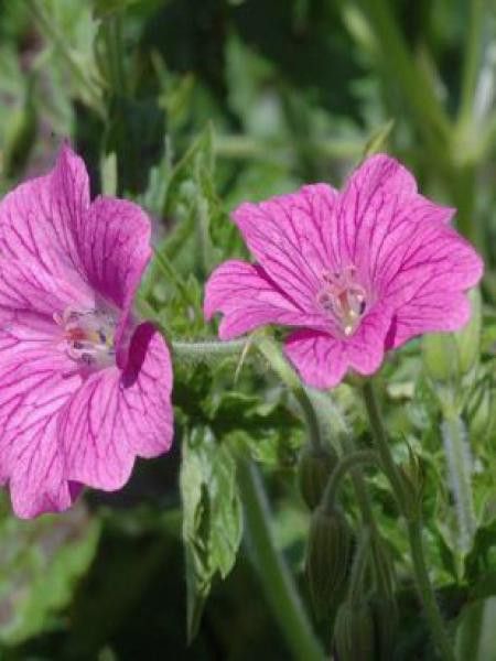 Géranium vivace 'Delabroye'