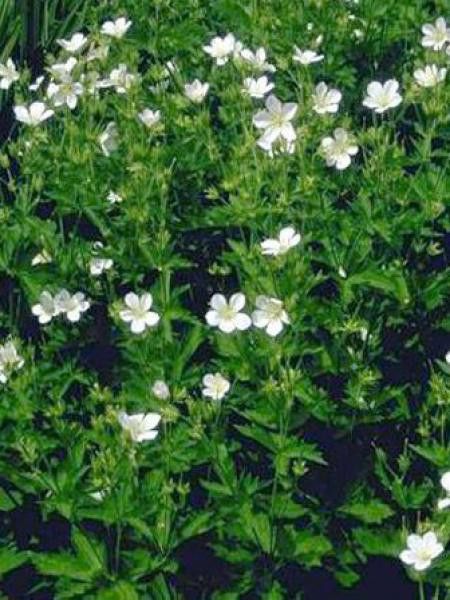 Géranium vivace des bois 'Album'