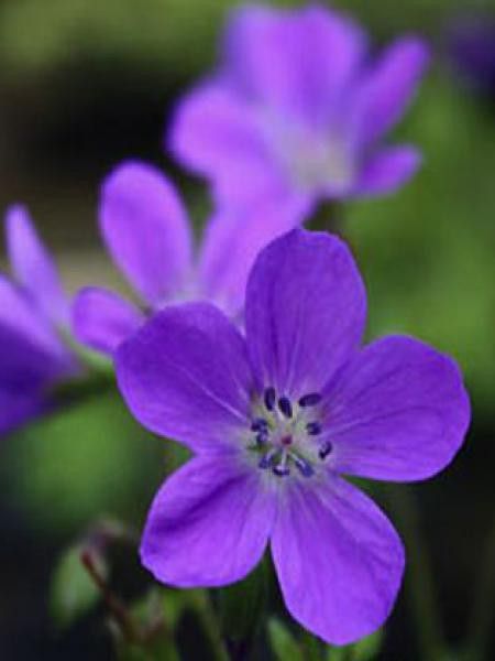 Géranium vivace des bois 'Bridget Lion'