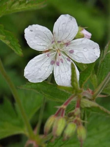 Géranium vivace des bois 'Ice Blue'
