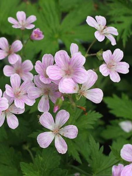 Géranium vivace des bois 'Roseum'