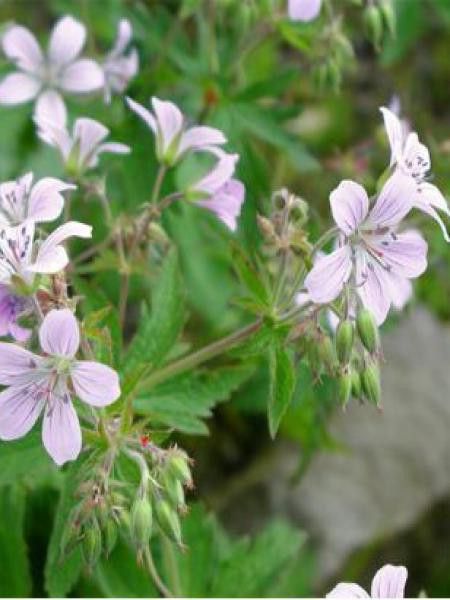 Géranium vivace des bois 'Var. Wanneri'