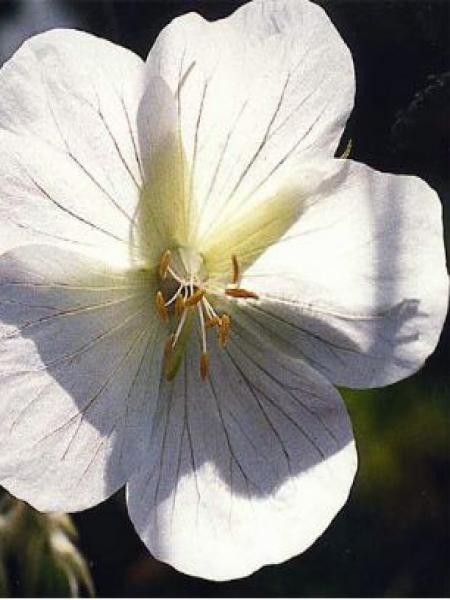 Géranium vivace des près 'Album'