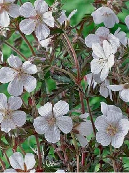 Géranium vivace des près 'Midnight Clouds'®