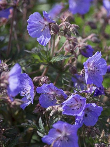 Géranium vivace des près 'New Dimensions'
