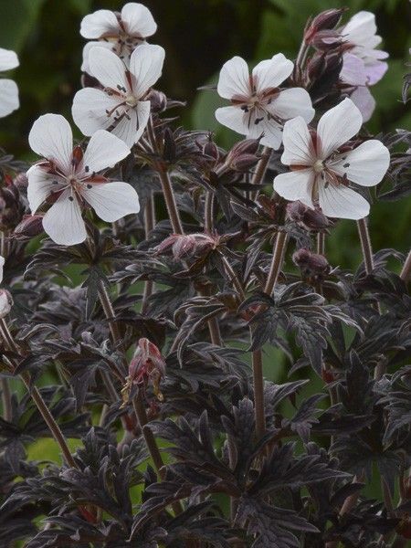 Géranium vivace des près 'Purple Ghost'