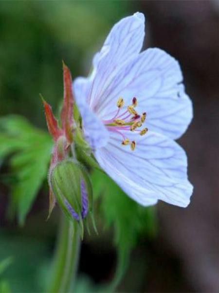 Géranium vivace des près 'Silver Queen'