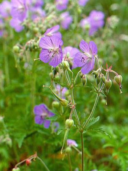 Géranium vivace des près