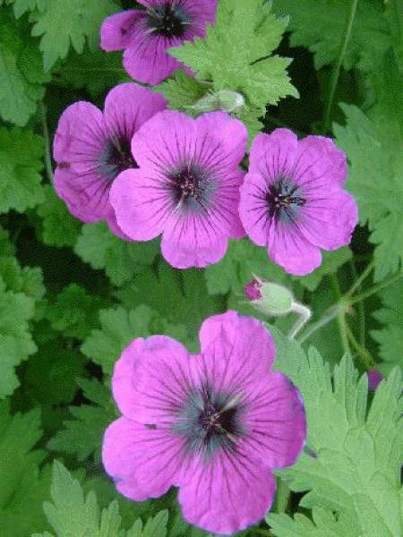 Géranium vivace 'Dragon Heart'®