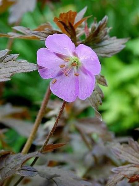 Géranium vivace 'Elisabeth Ann'