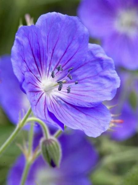 Géranium vivace 'Eureka Blue'