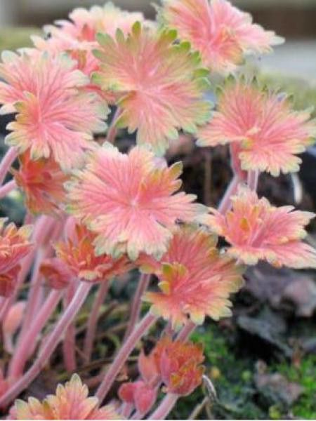 Géranium vivace 'Fay Anna'