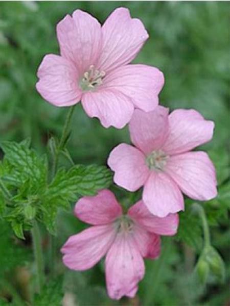 Géranium vivace 'Frank Lawley'