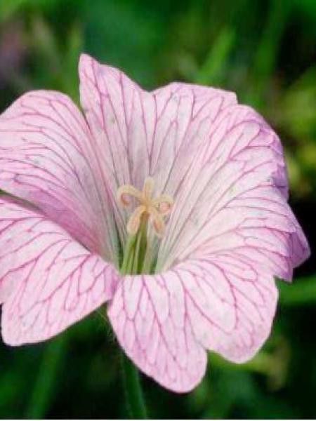 Géranium vivace 'Hollywood'