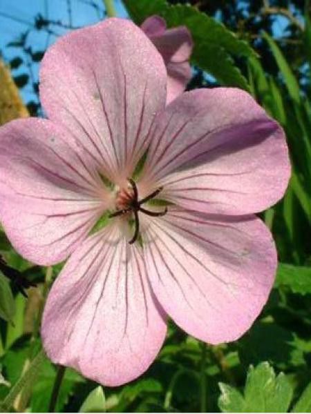 Géranium vivace 'Joy'