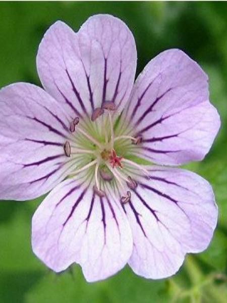 Géranium vivace 'Karen Wouters'