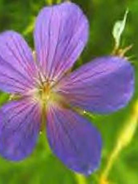 Géranium vivace 'Kashmir Blue'