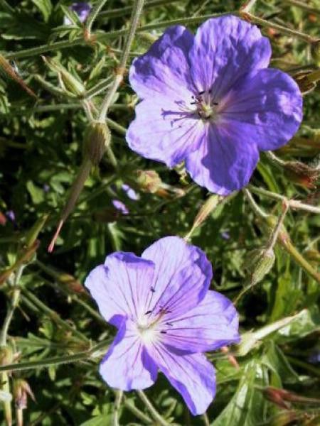 Géranium vivace 'Kashmir Purple'