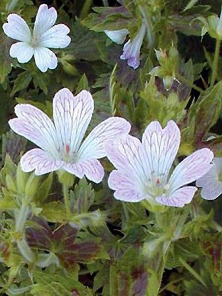 Géranium vivace 'Katherine Adele'