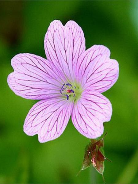 Géranium vivace 'Lady Moore'