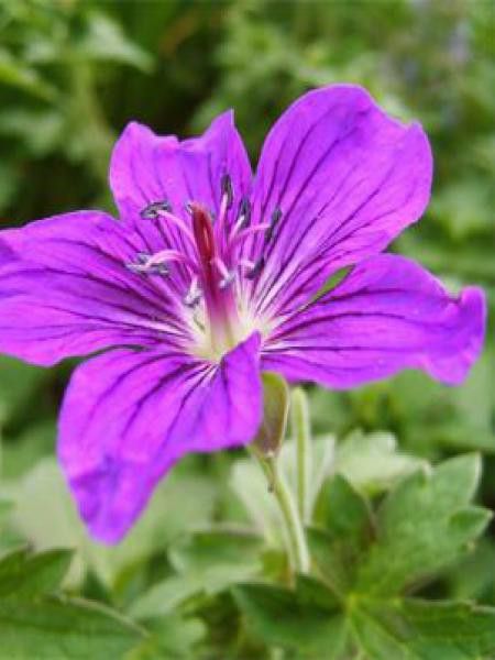 Géranium vivace 'Lakwijk Star'