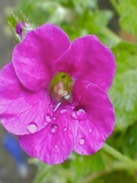 Géranium vivace 'Littel Gem'