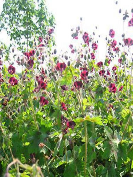 Géranium vivace livide 'Angelina'