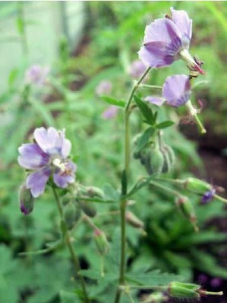 Géranium vivace livide 'Blauwvoet'