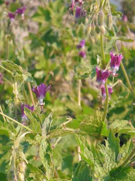 Géranium vivace livide 'Golden Spring'