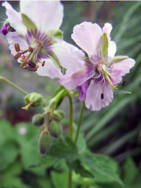 Géranium vivace livide 'Joan Baker'