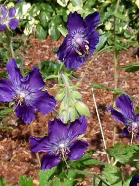 Géranium vivace livide 'Lily Lovell'