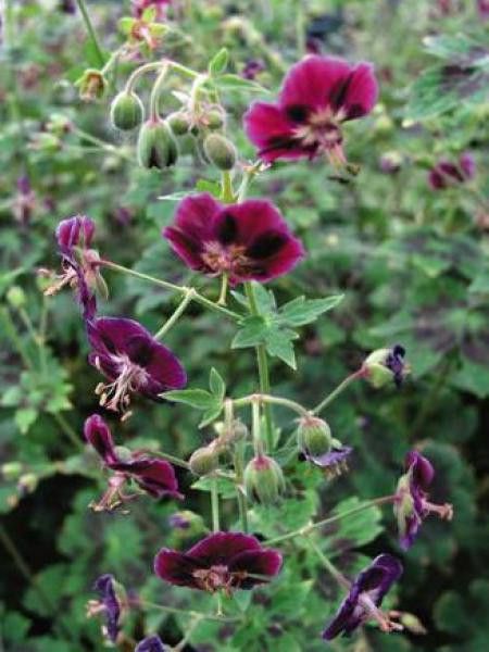 Géranium vivace livide 'Samobor'