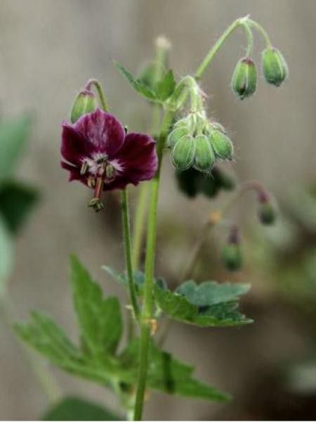 Géranium vivace livide 'Saturn'