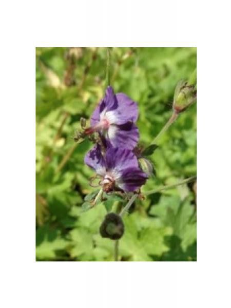 Géranium vivace livide 'Spotless'